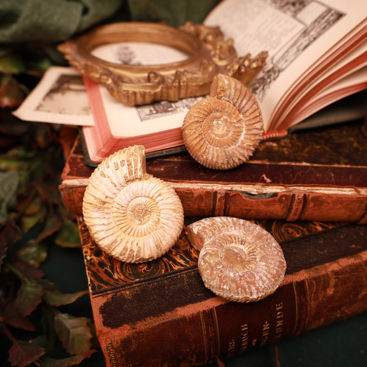 Echte Ammoniten aus Marokko – Fossilien, 50–60 mm