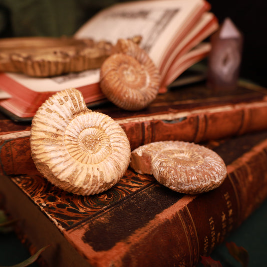 Echte Ammoniten aus Marokko – Fossilien, 50–60 mm