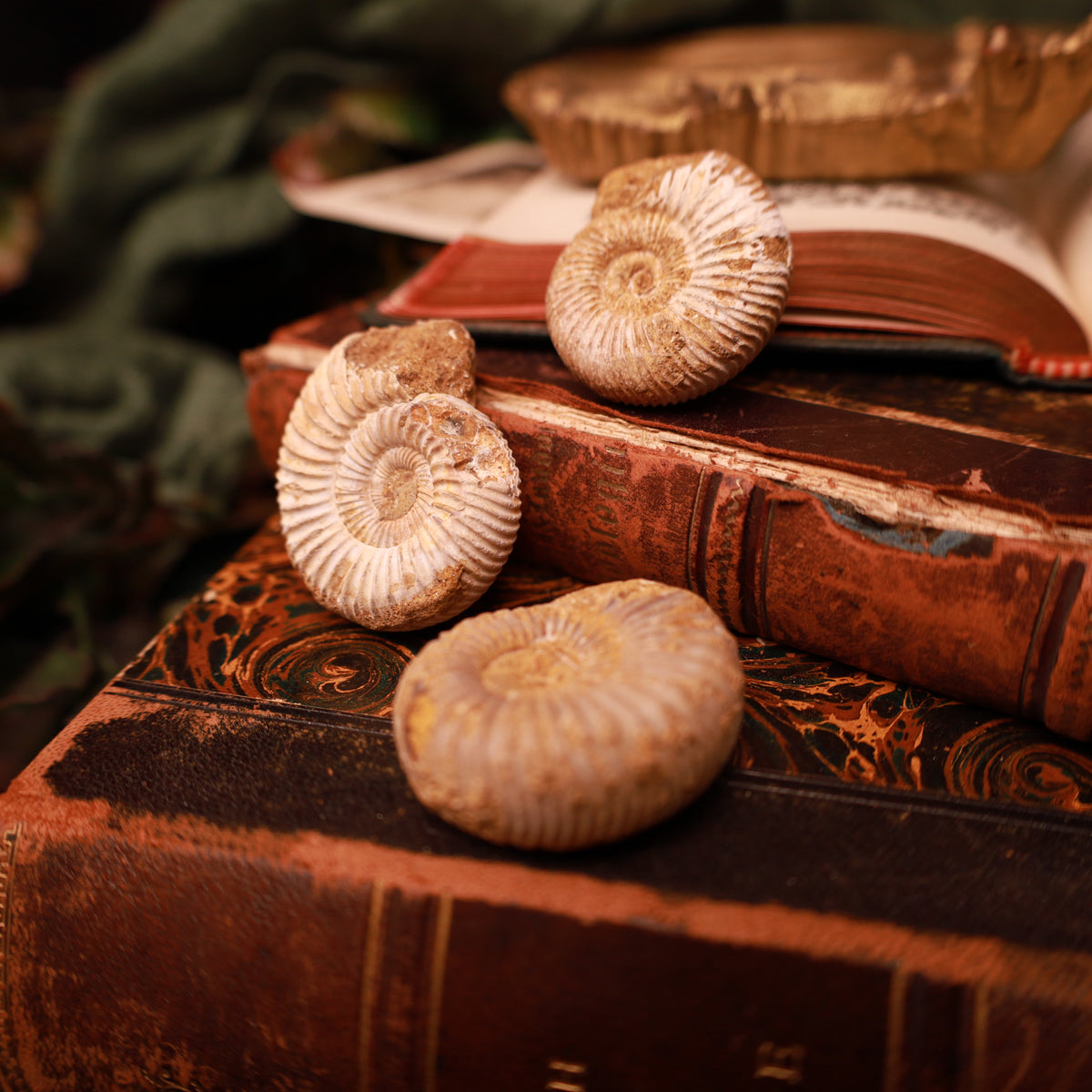 Drei sandfarbene bis braune Ammoniten mit spiralförmigen Gehäusen und ausgeprägten Rippen auf alten Büchern, ein Stück unscharf im Vordergrund.