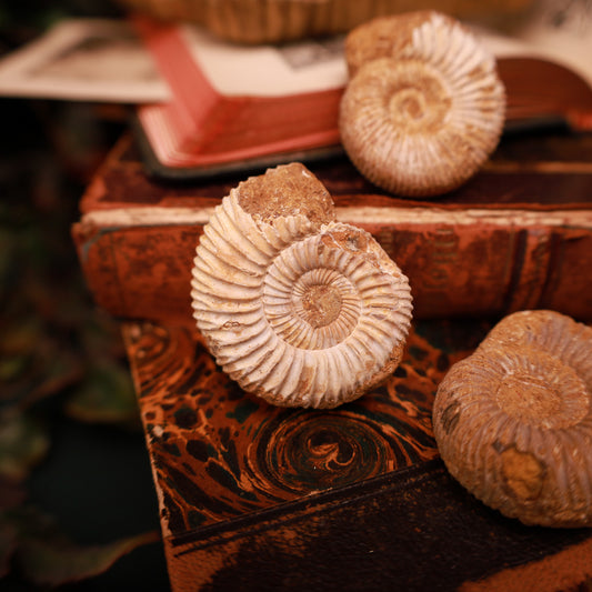 Echte Ammoniten aus Marokko – Fossilien, 30–40 mm