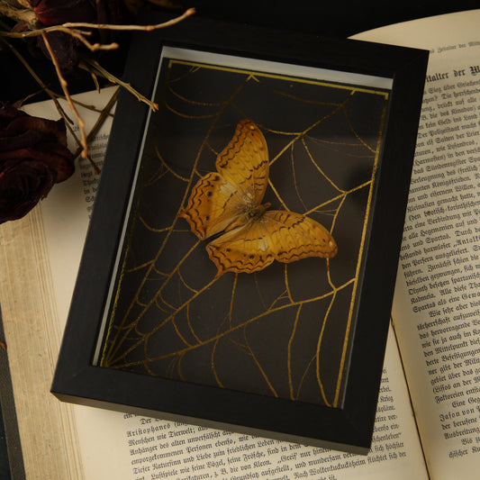 Vindula dejone im Rahmen