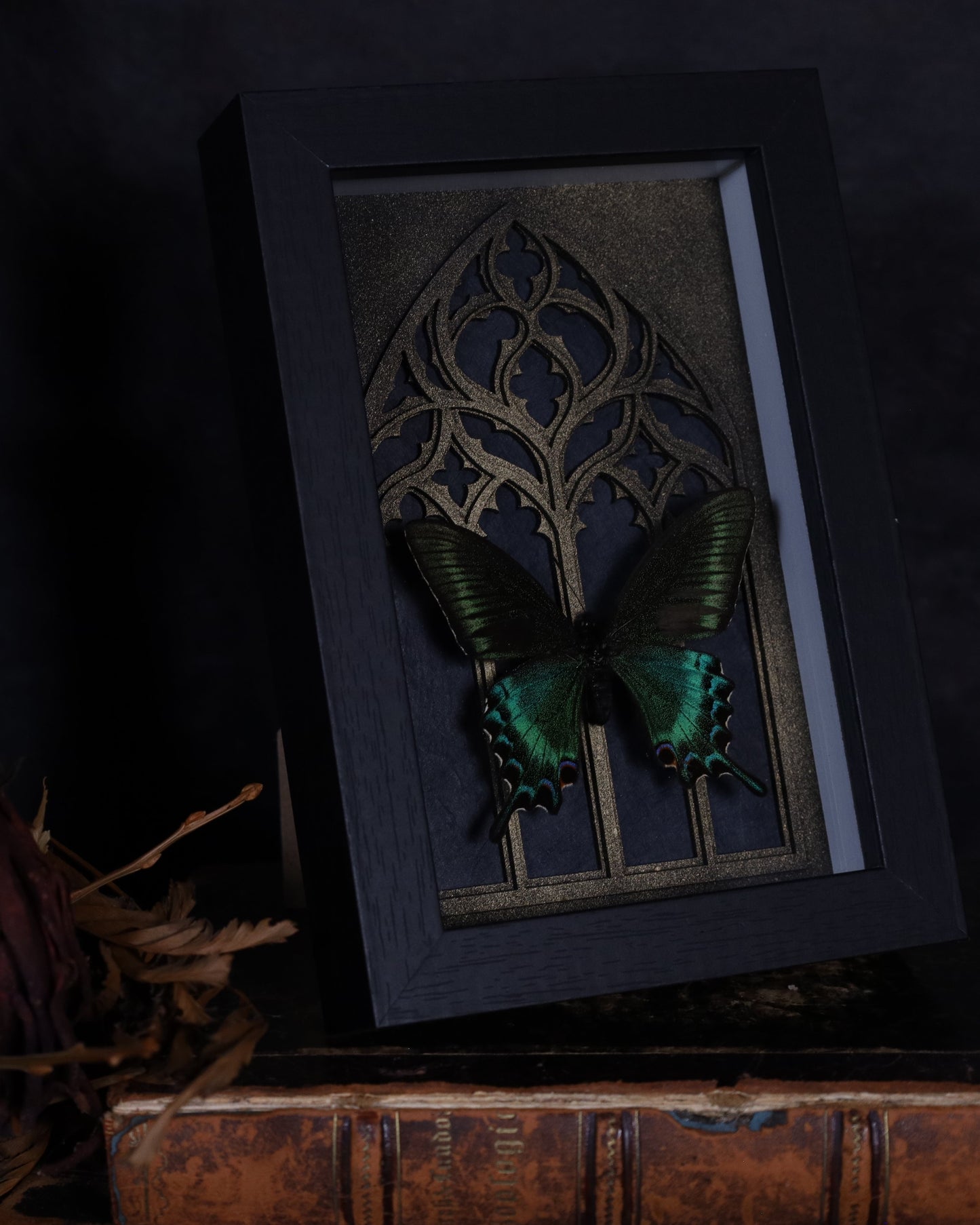 Papilio maaki (Spring) im schwarzen 3D-Rahmen mit gotischem Hintergrund | 18 x 13 cm