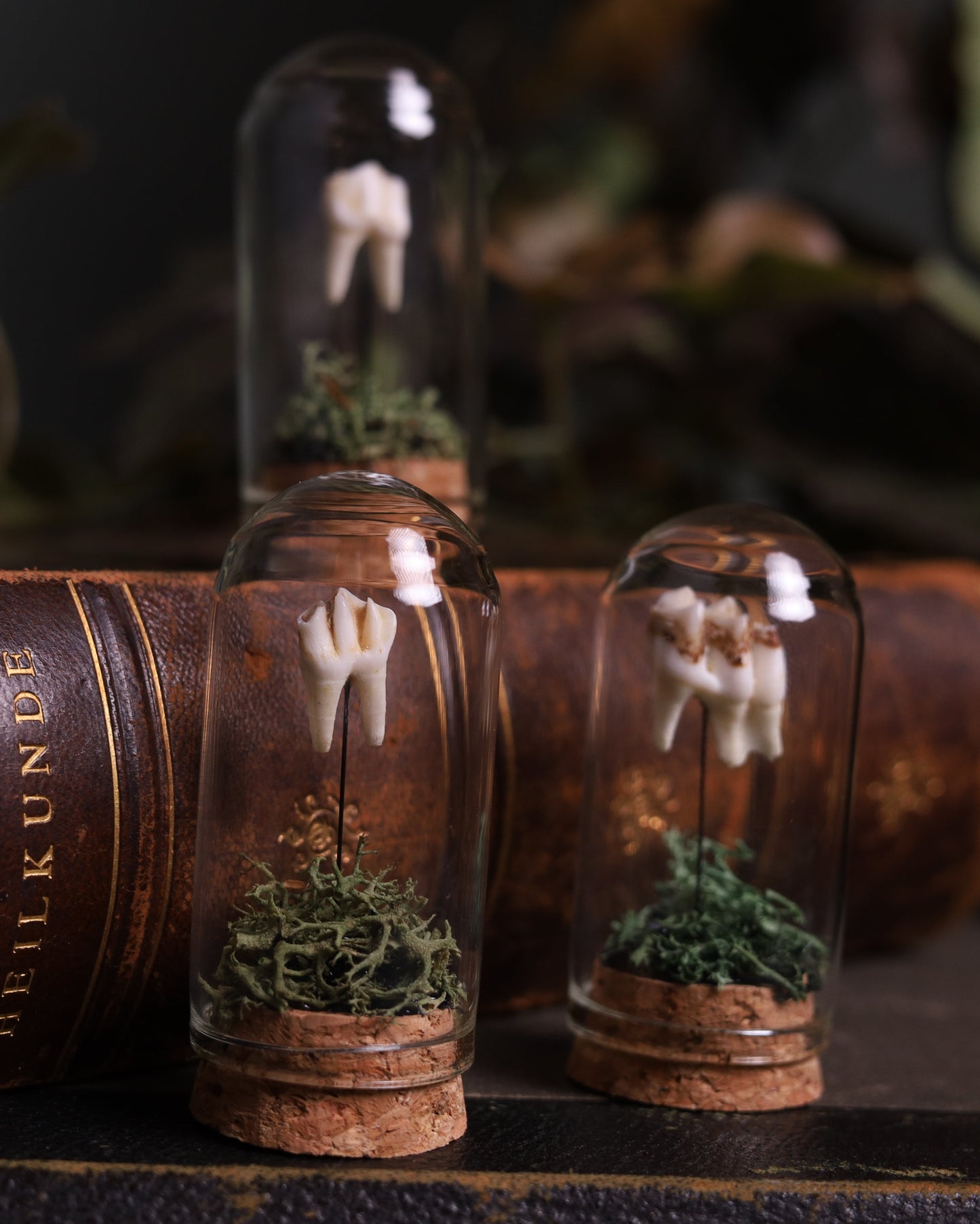 Echter Rehzahn unter Glas