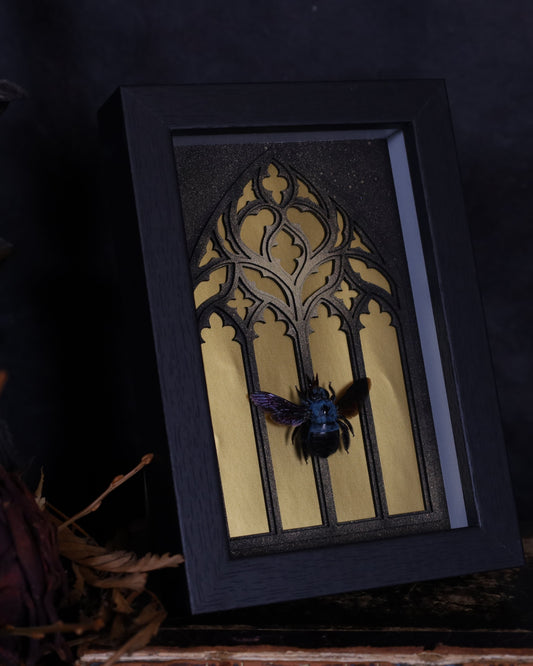 Echte Xylocopa violacea im handgefertigten schwarzen Rahmen. Europäische Holzbiene mit schimmernden Flügeln – Insektenkunst in 18 x 13 cm.