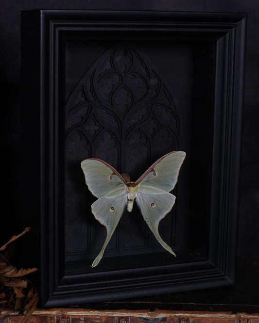 „Actias luna Schmetterling im schwarzen 3D-Rahmen mit gotischem Hintergrund, 20 x 15 cm“