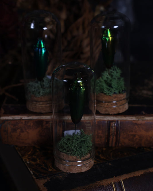 „Präparierter Chrysochroa fulminans Käfer unter Glaskuppel mit Moosbett – farbintensiver Edelkäfer als Naturkunstobjekt“