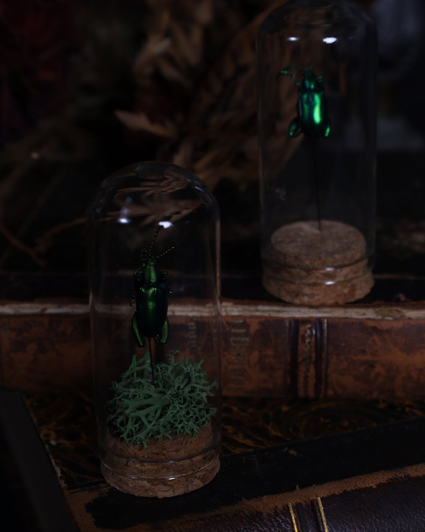 „Präparierter Sagra longicollis Käfer unter Glaskuppel mit Moosbett – naturgetreues Dekoobjekt“